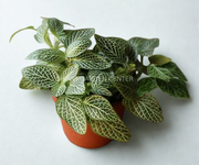 Fittonia Mix Colour