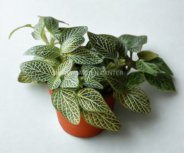 Fittonia Mix Colour