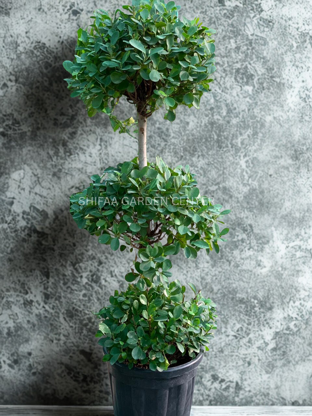 Ficus Diversifolia Three Heads