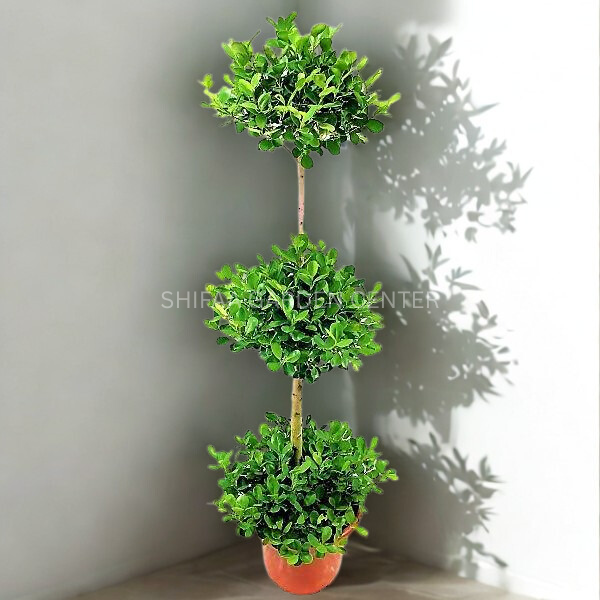 Ficus Diversifolia Three Heads