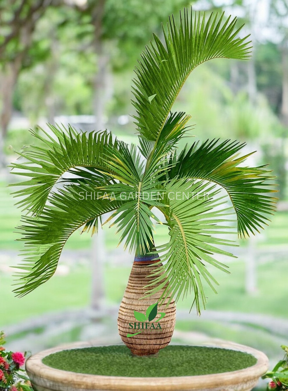 champagne palm plant Bottle Palm, Hyophorbe Lagenicaulis – SHIFAA GARDEN CENTER