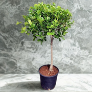 Ficus Diversifolia Single Head