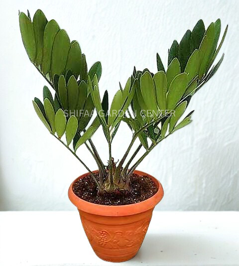 Cardboard Palm, Zamia Furfuracea