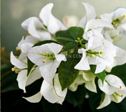 Bougainvillea Glabra White
