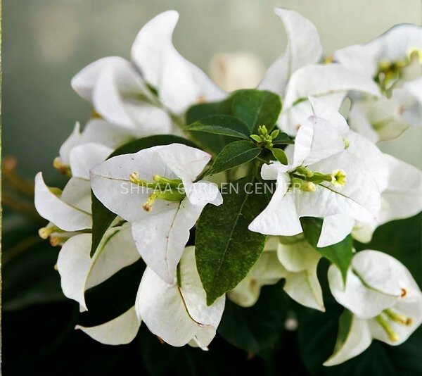 Bougainvillea Glabra White