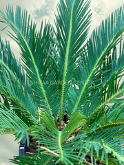 Cycas Revoluta