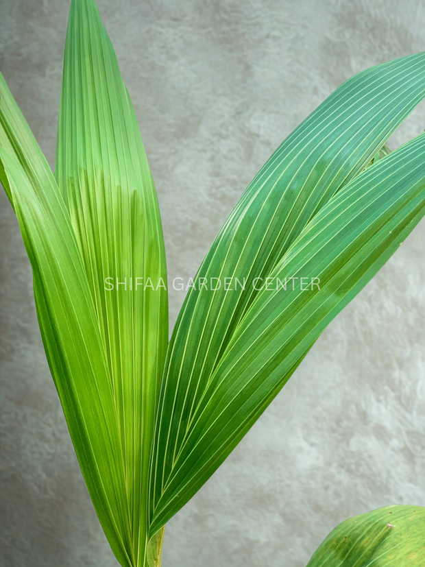 نخل نارگیل، Cocos Nucifera