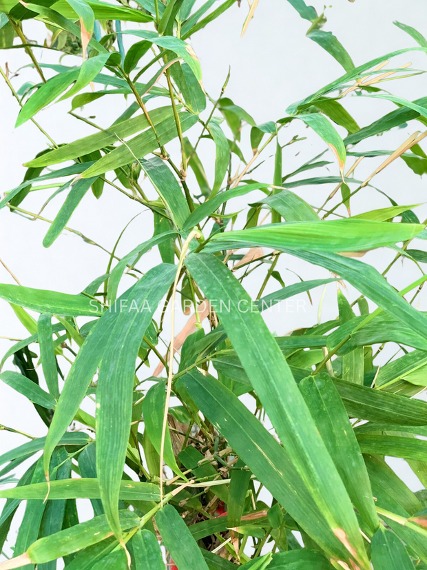 Bambusa Ventricosa