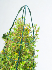 Ehretia Cone Shape “Ehretia Microphylla
