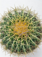 Golden Barrel Cactus