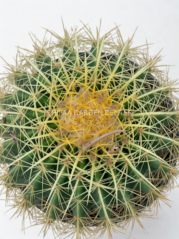 Golden Barrel Cactus