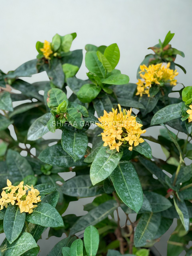 Ixora Coccinea زرد
