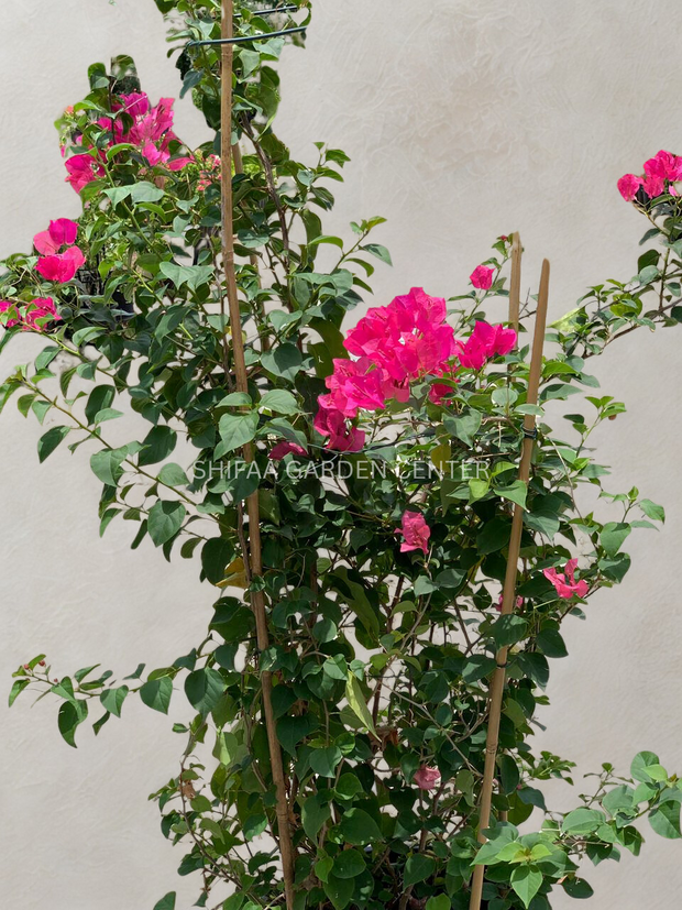 Bougainvillea Red