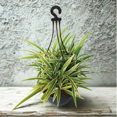 Chlorophytum Comosum (Spider Hanging Plant)