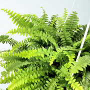 Nephrolepis exaltata (Hanging Plant)