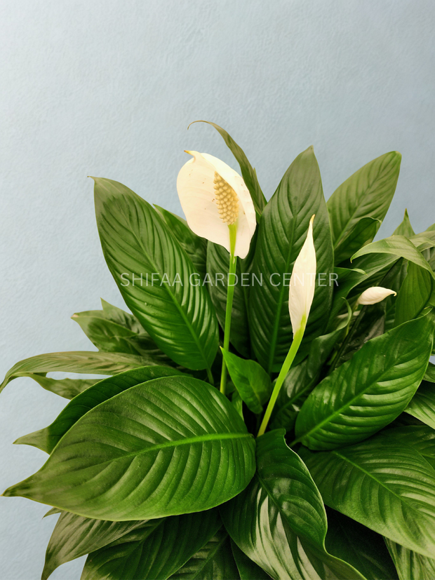 Spathipyllum 'Peace Lily'