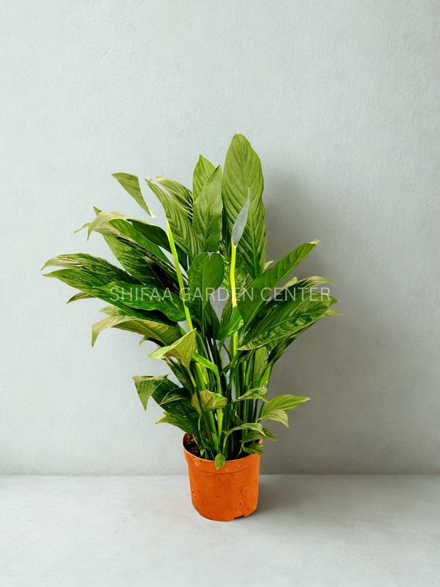 Spathipyllum 'Peace Lily'