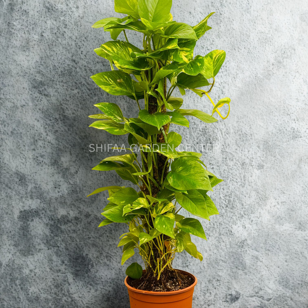 Money Plant In Moss