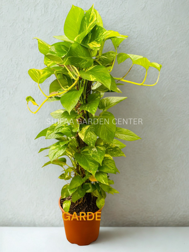 Money Plant In Moss
