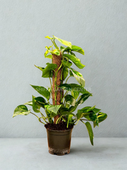 Money Plant In Moss