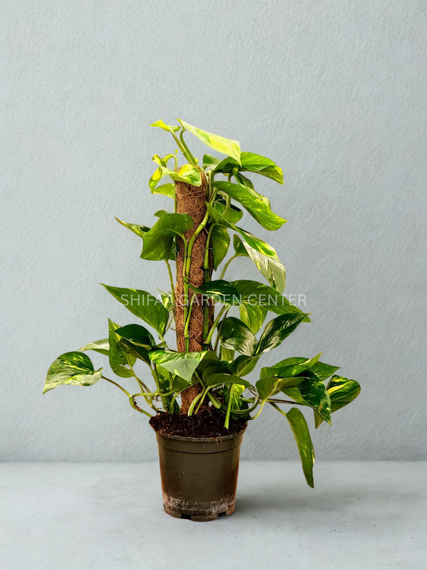 Money Plant In Moss