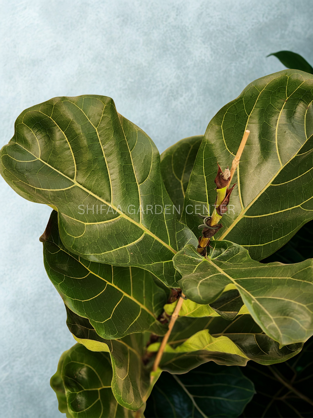 Ficus Lyrata Single Head (Holland)