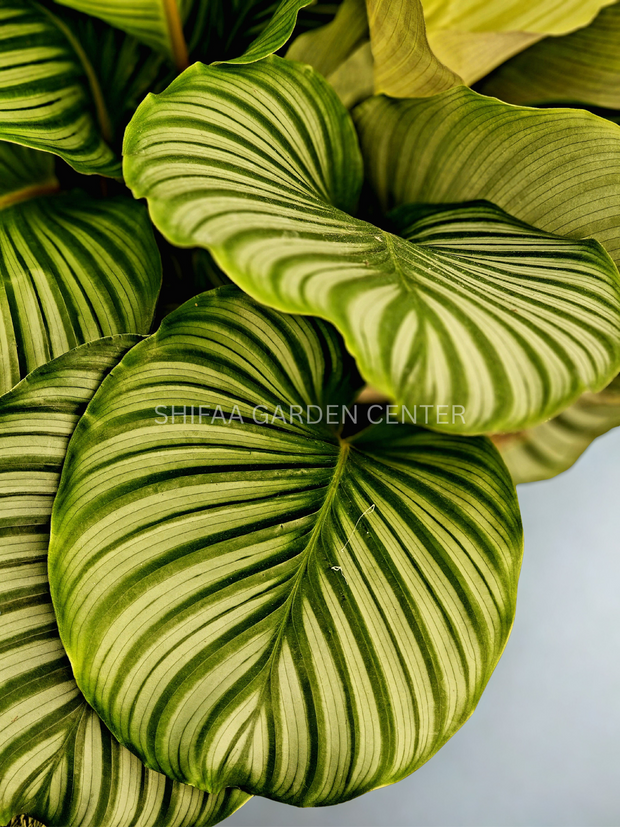 Calathea Orbifolia