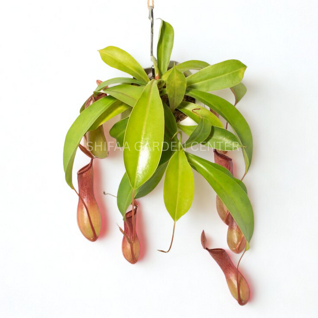 Monkey Jars (Nepenthes Hanging Plants)