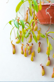 Monkey Jars (Nepenthes Hanging Plants)