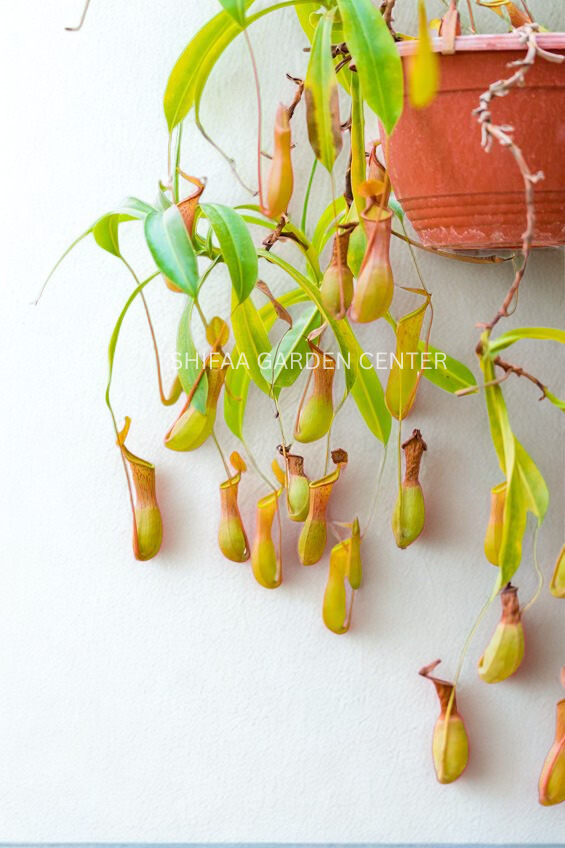 Monkey Jars (Nepenthes Hanging Plants)