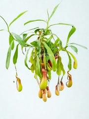 Monkey Jars (Nepenthes Hanging Plants)