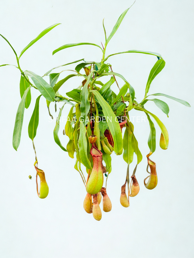 Monkey Jars (Nepenthes Hanging Plants)