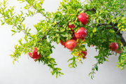 درخت انار، Punica Granatum