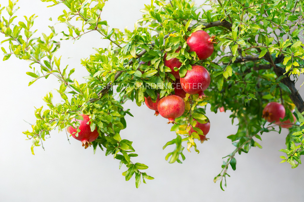 درخت انار، Punica Granatum