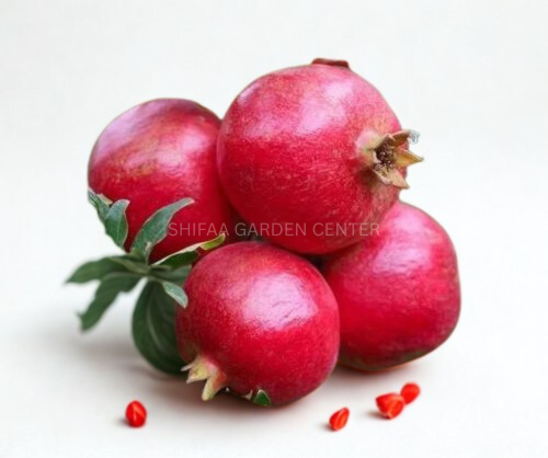 درخت انار، Punica Granatum