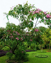 شجرة البوق، Tabebuia pentaphylla، Tabebuia Rosea