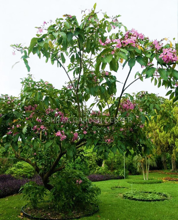 شجرة البوق، Tabebuia pentaphylla، Tabebuia Rosea