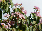 شجرة البوق، Tabebuia pentaphylla، Tabebuia Rosea