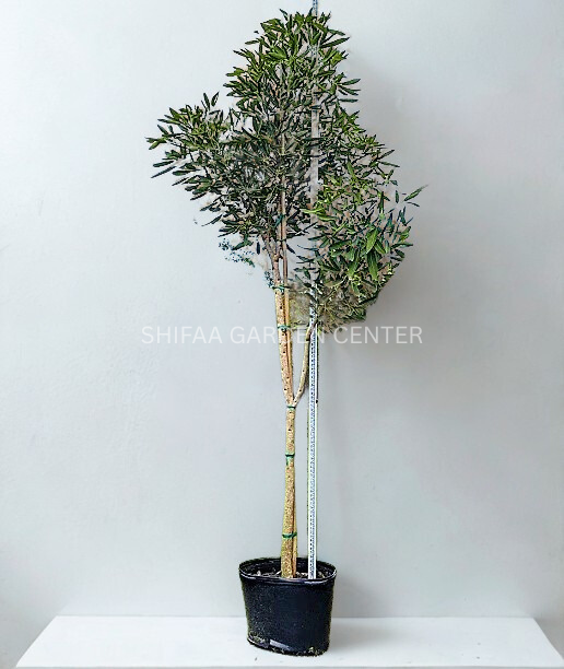 شجرة البوق، Tabebuia pentaphylla، Tabebuia Rosea