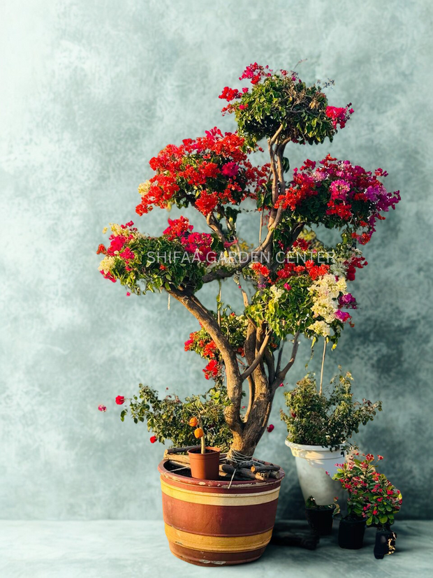 Bougainvillea Multi Head