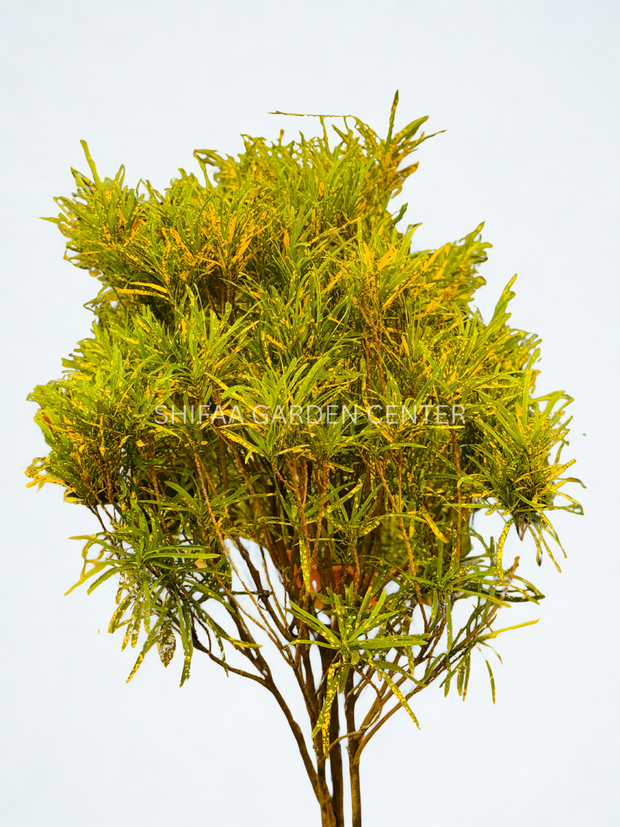 Codiaeum Variegatum 130-150CM