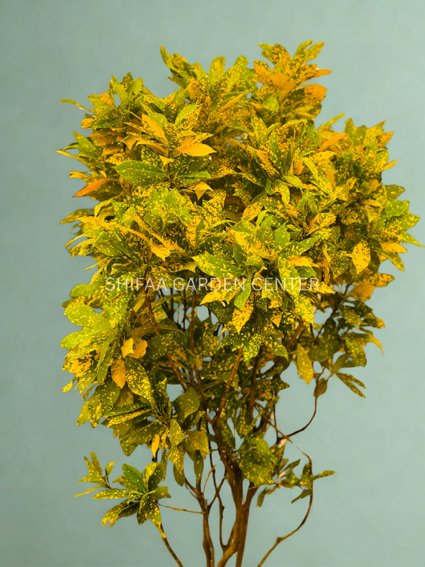 Codiaeum Variegatum 'GOLD DUST' 150CM