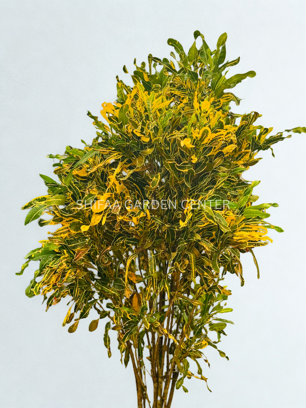 Codiaeum Variegated L. Blume in Park (Croton) 200CM