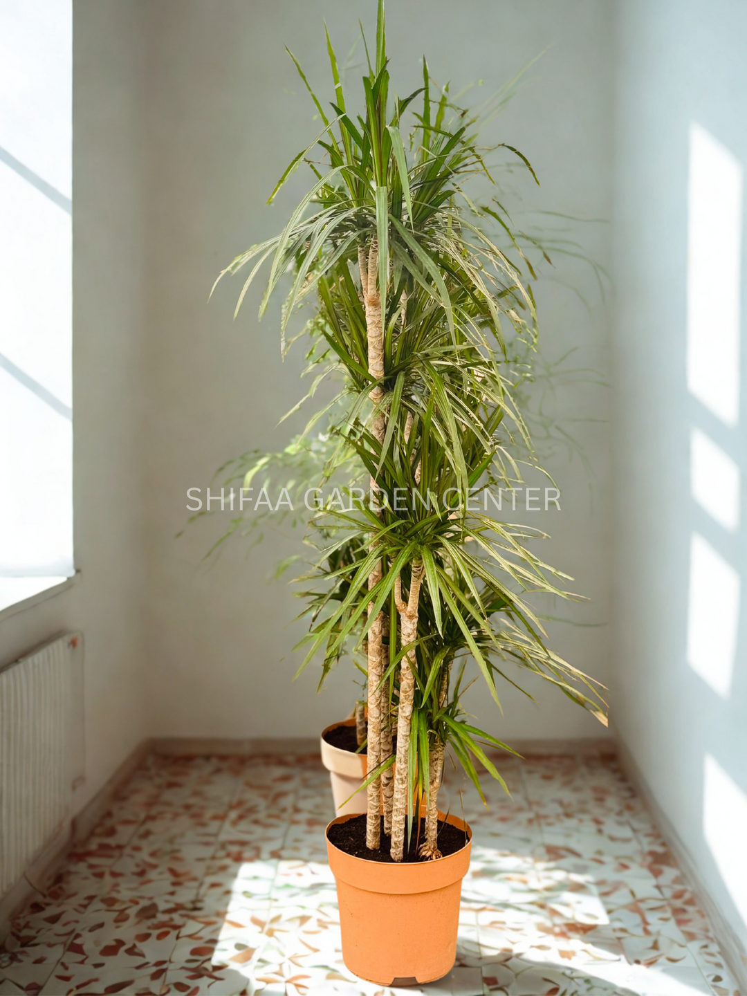 dracaena lifespan Dracaena Marginata XL Buy Online – SHIFAA GARDEN CENTER