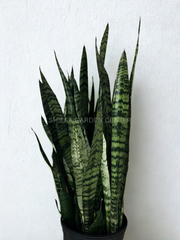 Sansevieria (گیاه مار)