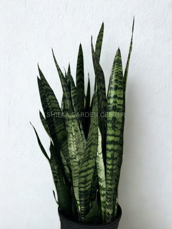 Sansevieria (گیاه مار)