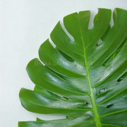 Monstera Deliciosa Jumbo Leaves