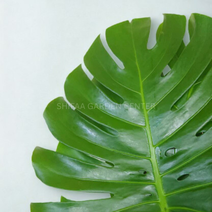 monstera deliciosa jumbo Monstera Deliciosa Jumbo Leaves – SHIFAA GARDEN CENTER