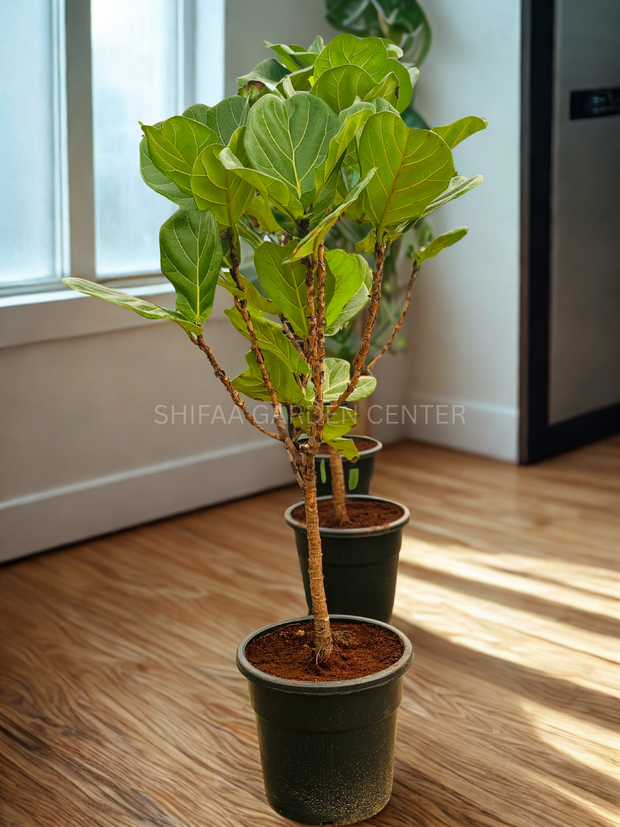 Ficus Lyrata شکل درخت تک ساقه
