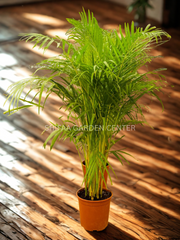 Areeca Palm (Holland)